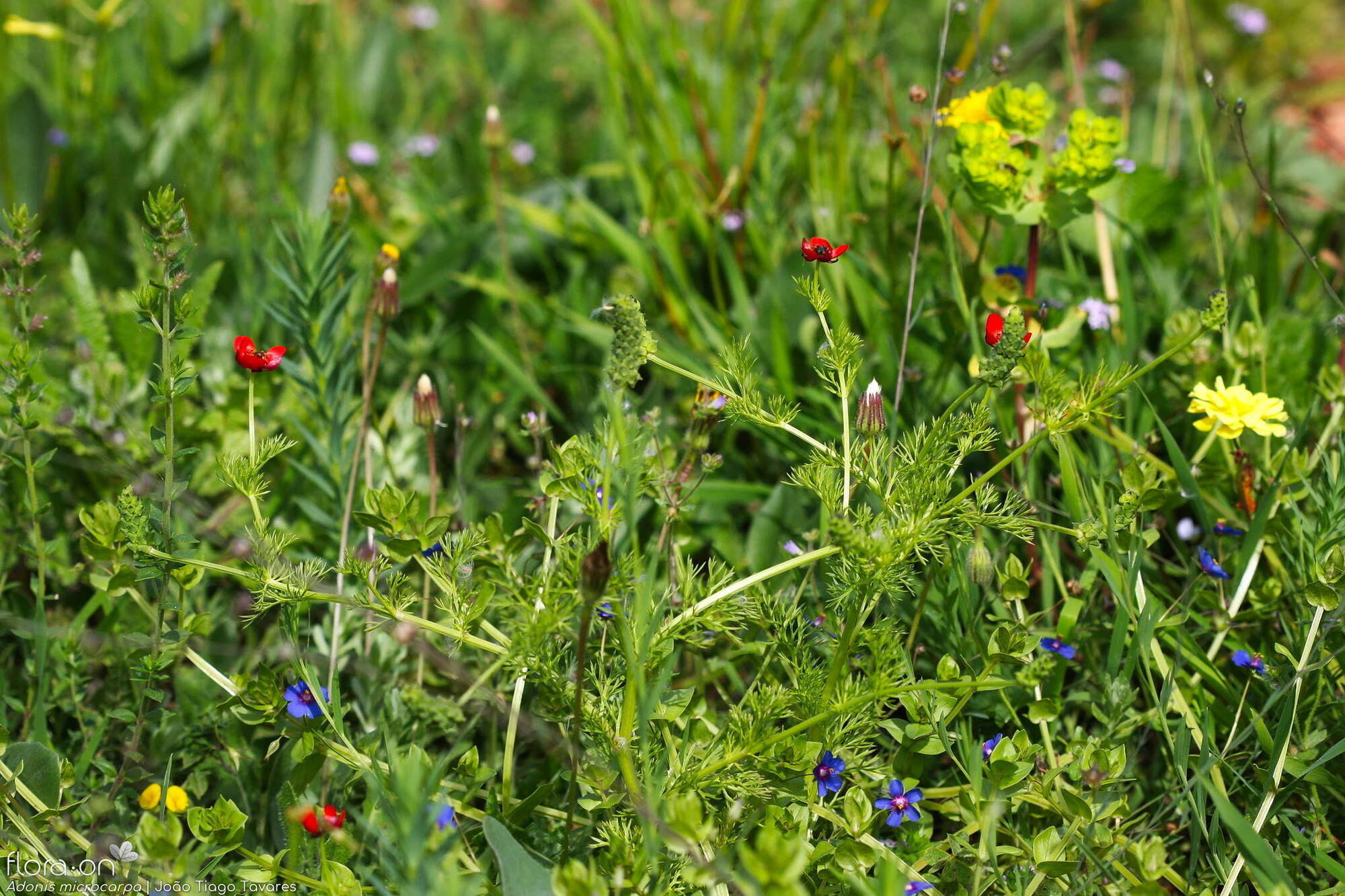 Adonis microcarpa - Hábito | João Tiago Tavares; CC BY-NC 4.0