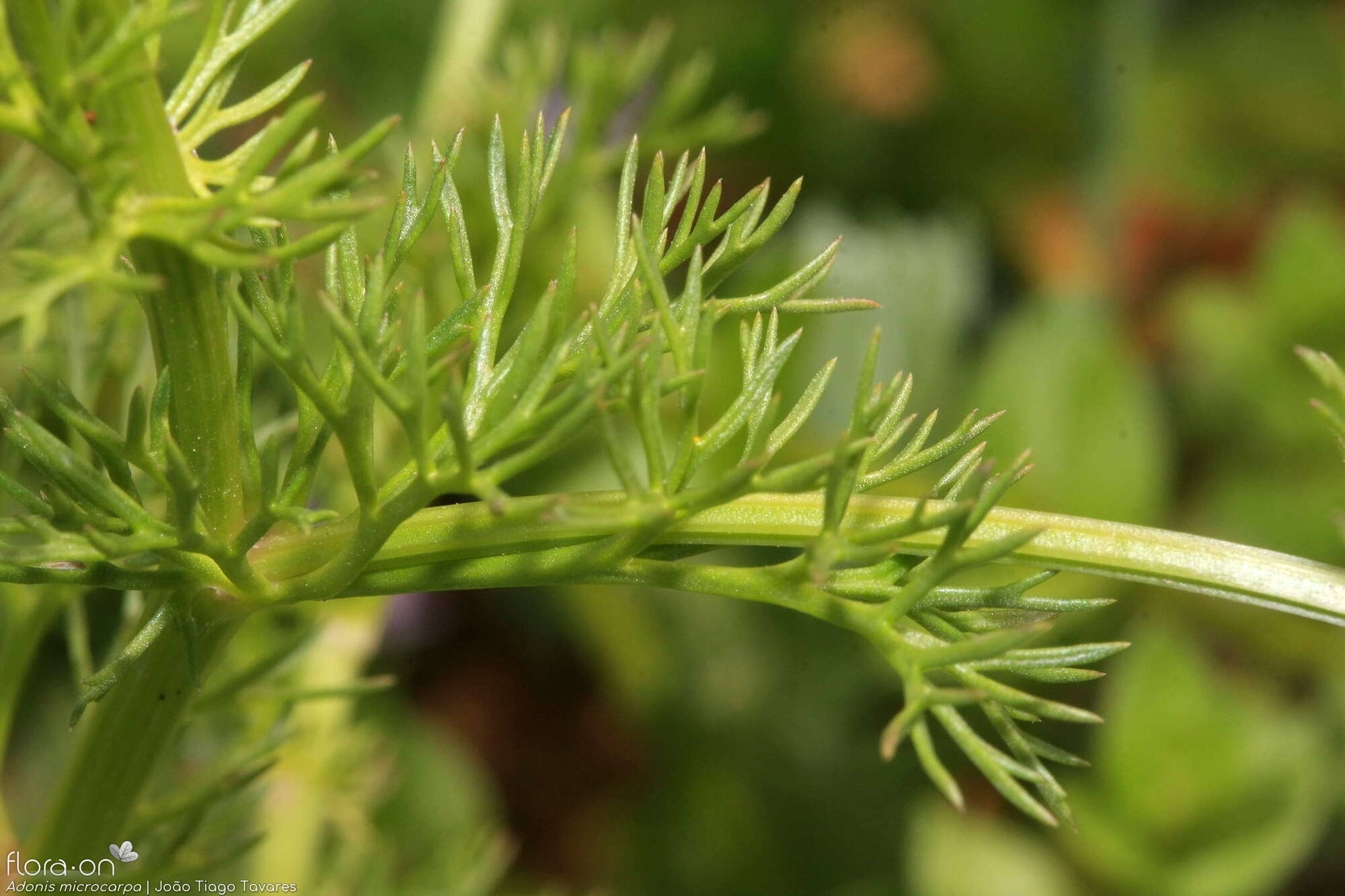 Adonis microcarpa - Folha | João Tiago Tavares; CC BY-NC 4.0