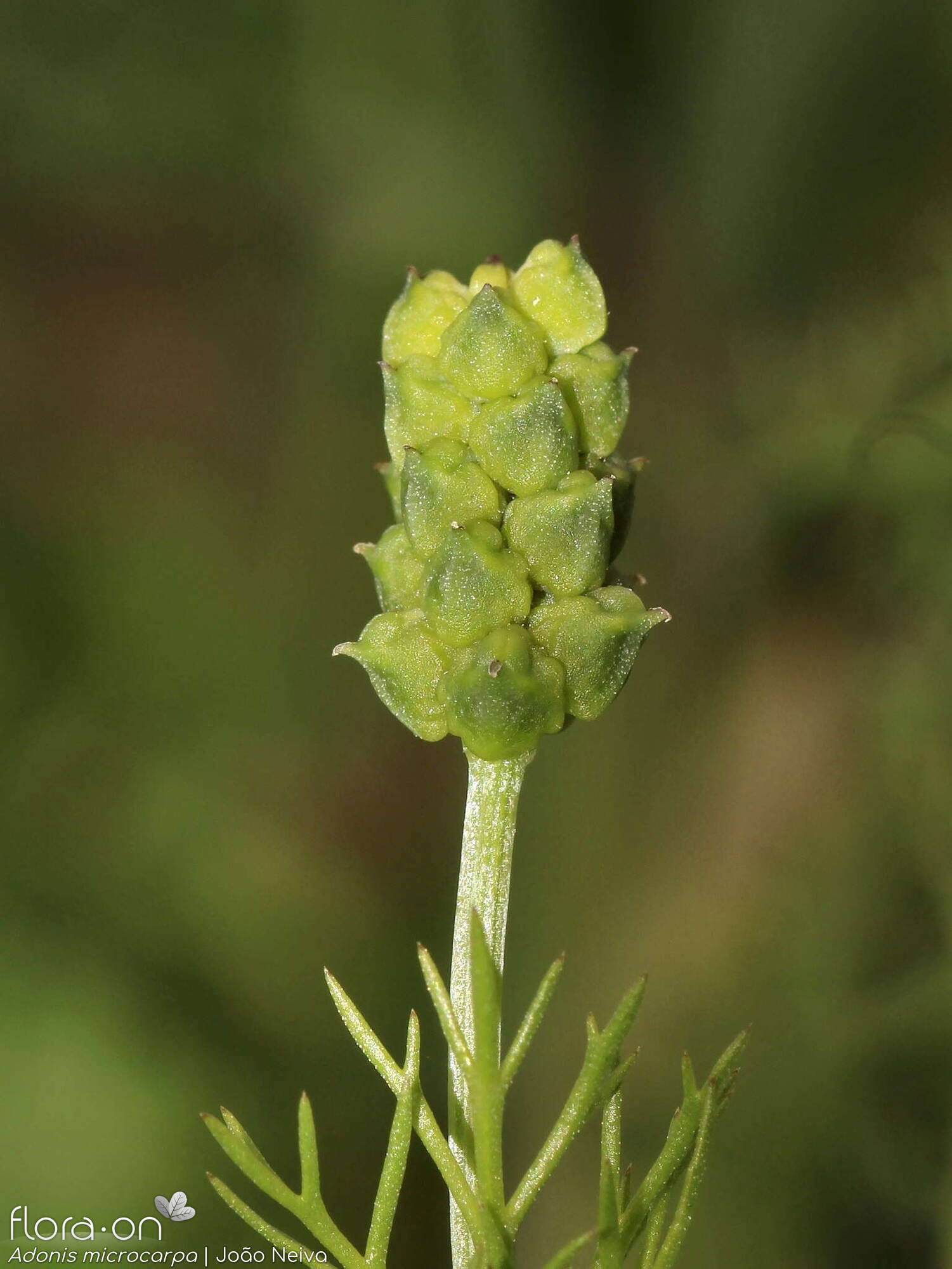 Adonis microcarpa - Fruto | João Neiva; CC BY-NC 4.0