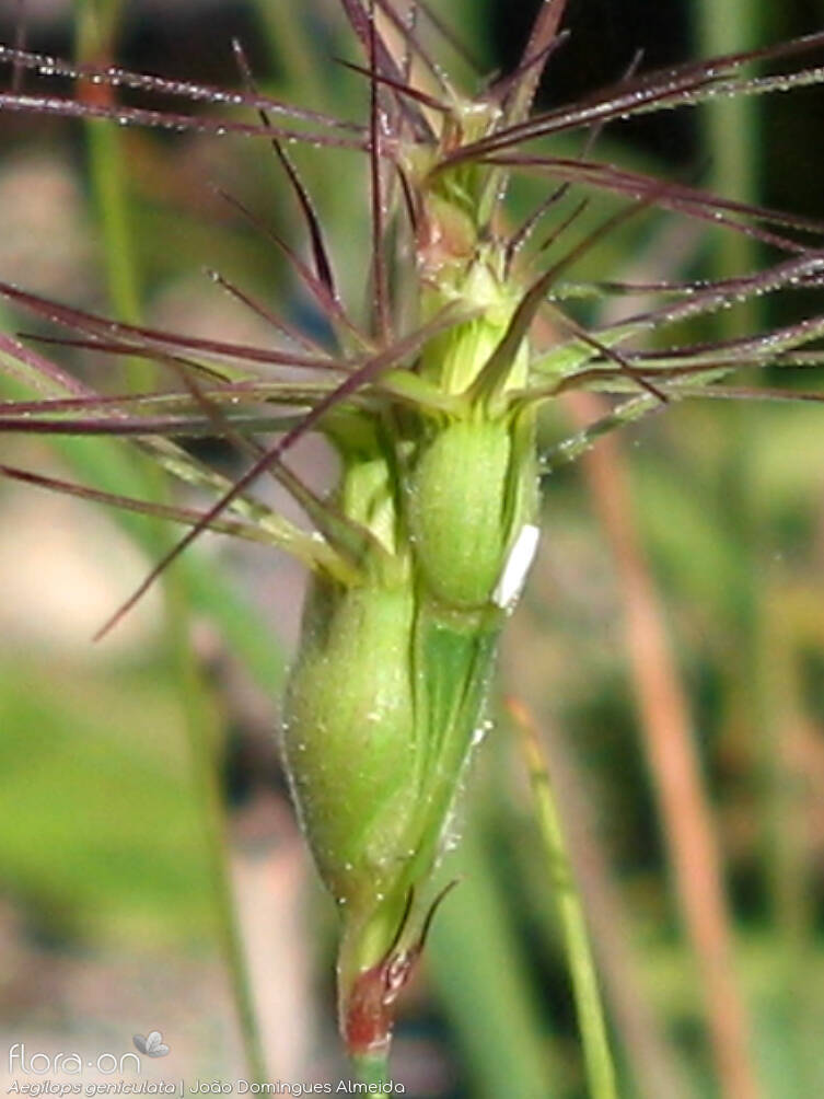 Aegilops geniculata - Flor (close-up) | João Domingues Almeida; CC BY-NC 4.0