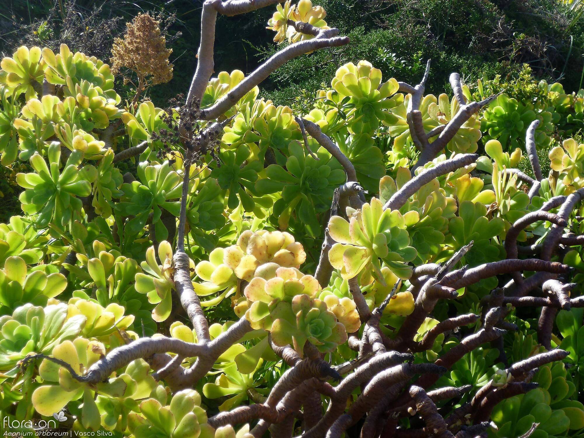 Aeonium arboreum
