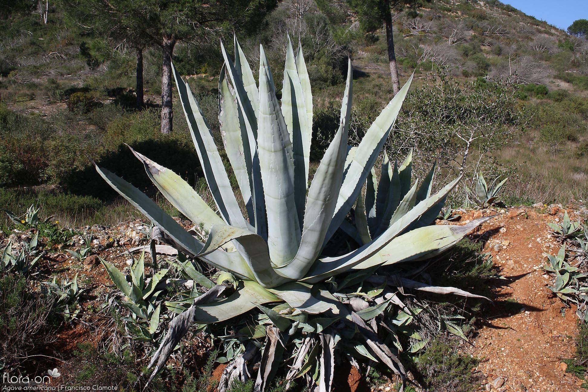 Agave americana