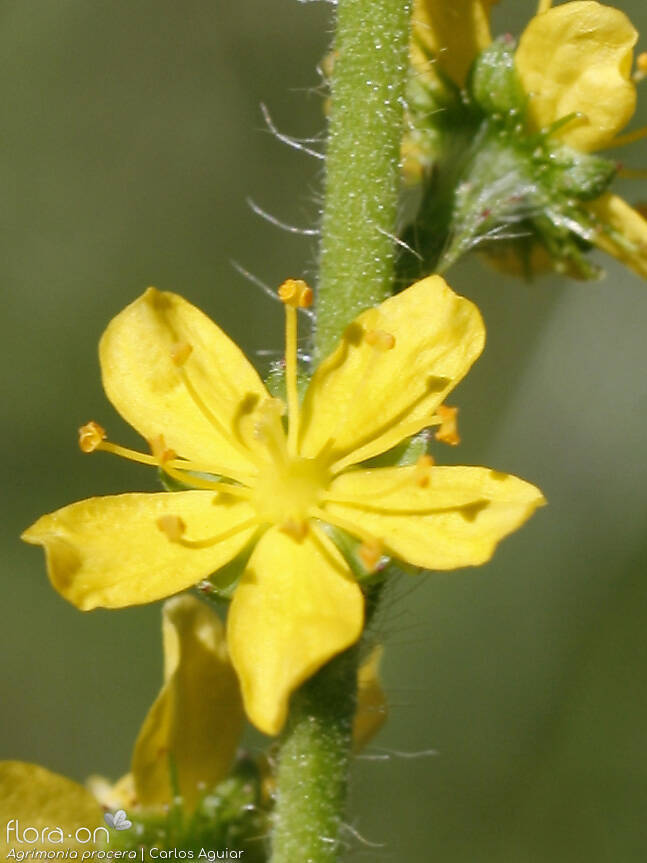 Agrimonia procera - Flor (close-up) | Carlos Aguiar; CC BY-NC 4.0