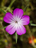 Agrostemma githago
