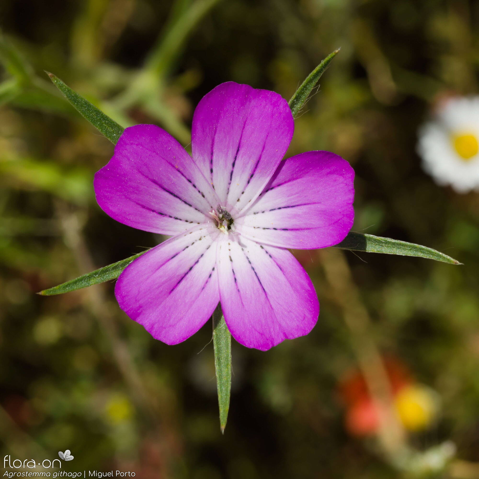 Agrostemma githago - Flor (close-up) | Miguel Porto; CC BY-NC 4.0