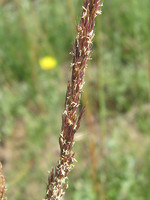 Agrostis curtisii