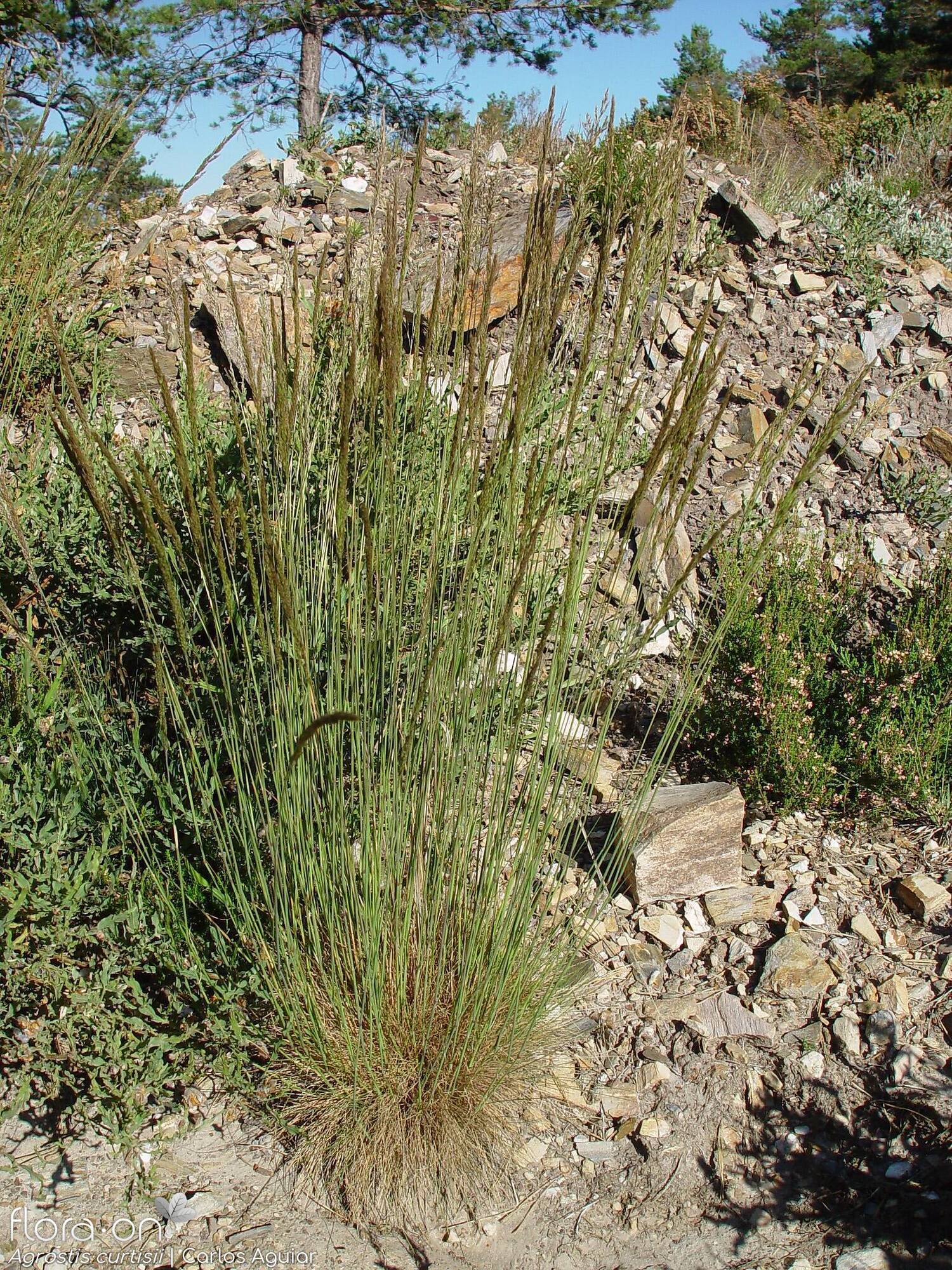 Agrostis curtisii - Hábito | Carlos Aguiar; CC BY-NC 4.0