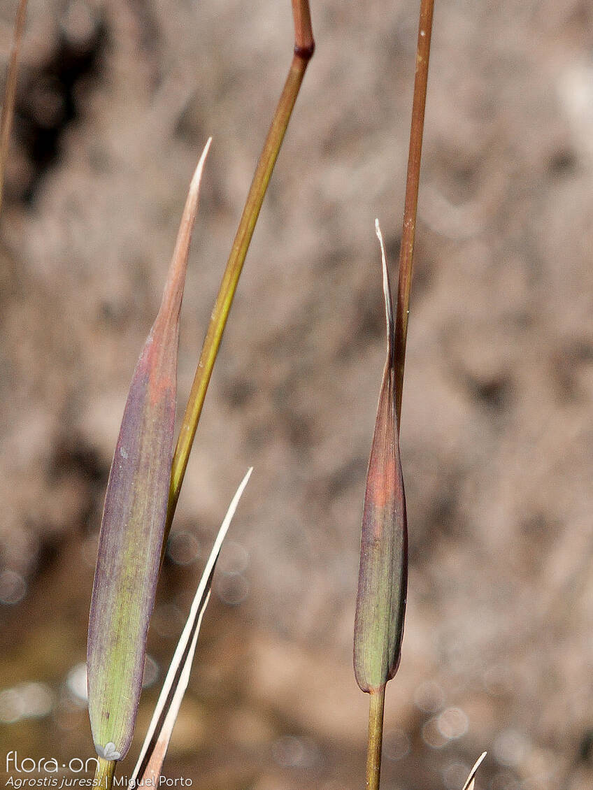 Agrostis juressi - Folha | Miguel Porto; CC BY-NC 4.0