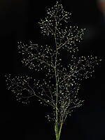 Agrostis tenerrima