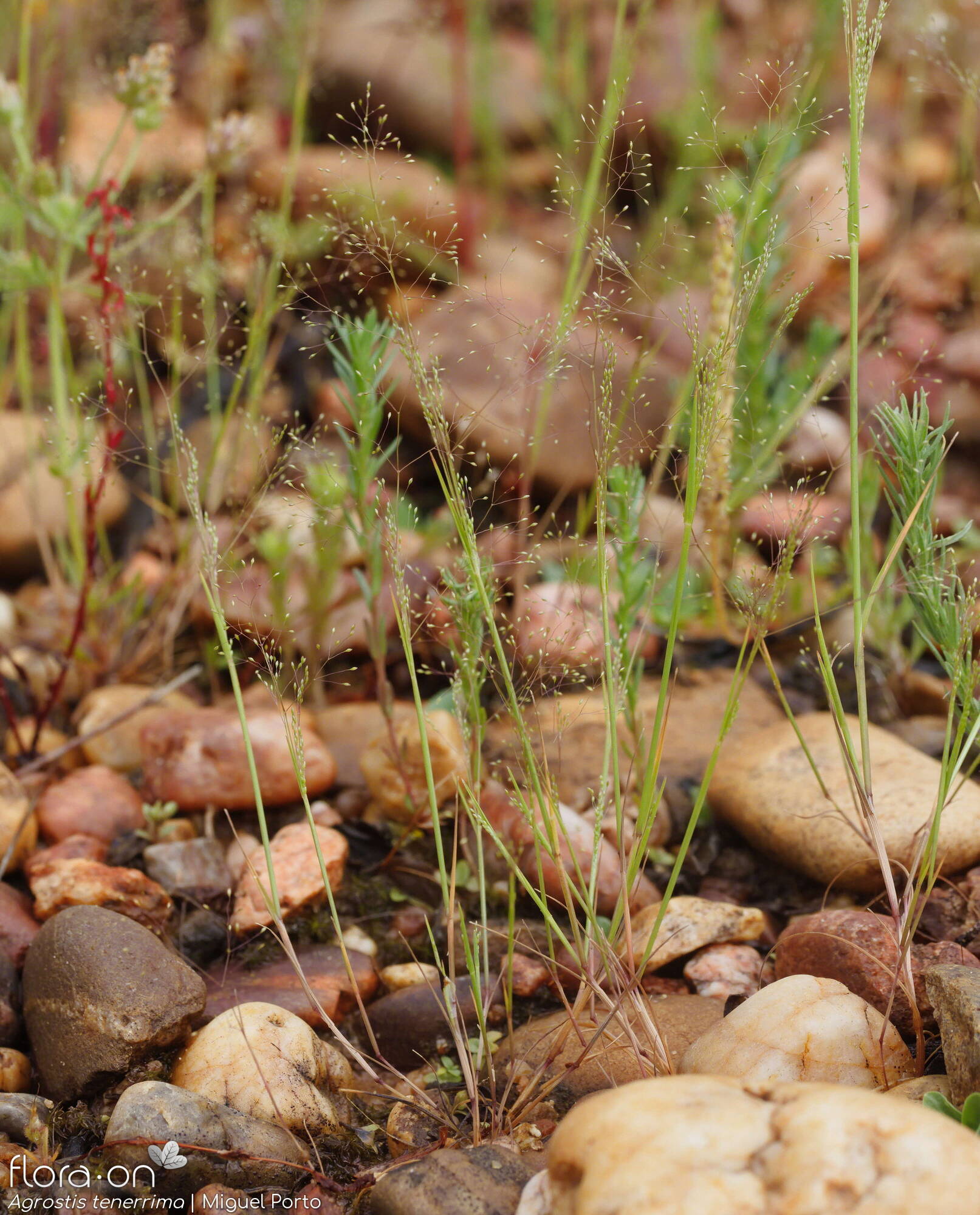 Agrostis tenerrima - Hábito | Miguel Porto; CC BY-NC 4.0