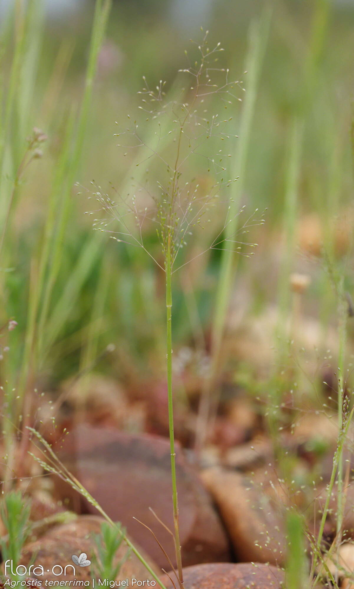 Agrostis tenerrima - Hábito | Miguel Porto; CC BY-NC 4.0