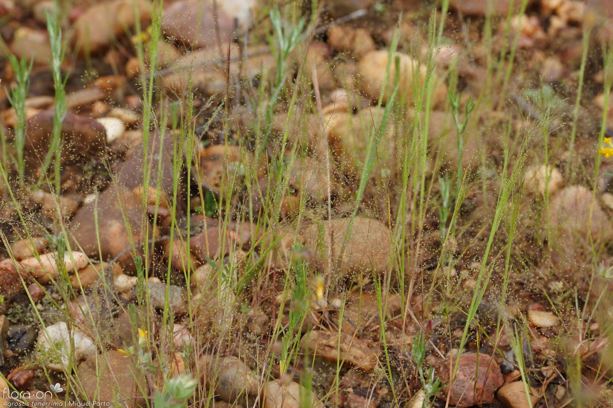 Agrostis tenerrima - Hábito | Miguel Porto; CC BY-NC 4.0