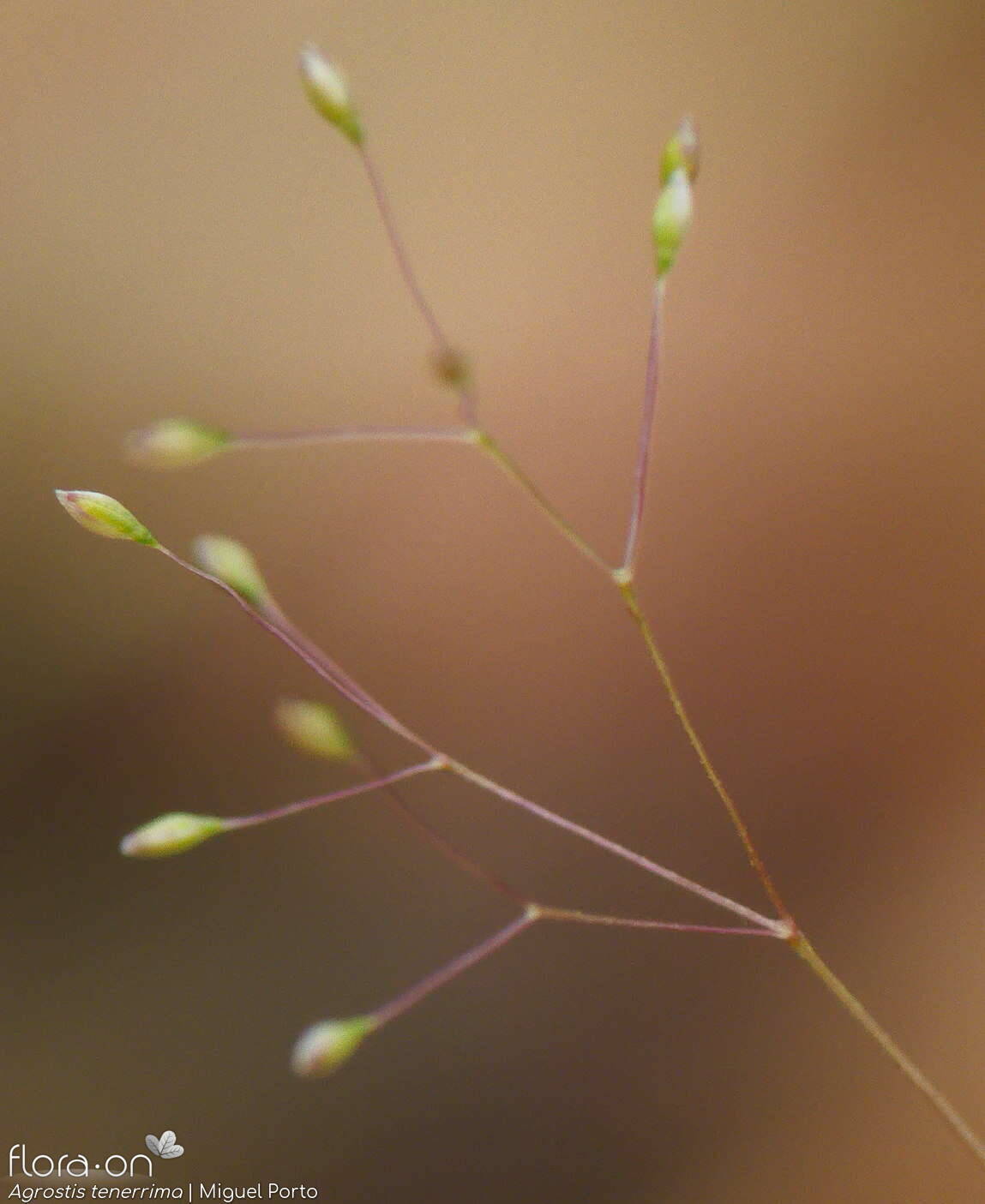 Agrostis tenerrima - Flor (close-up) | Miguel Porto; CC BY-NC 4.0