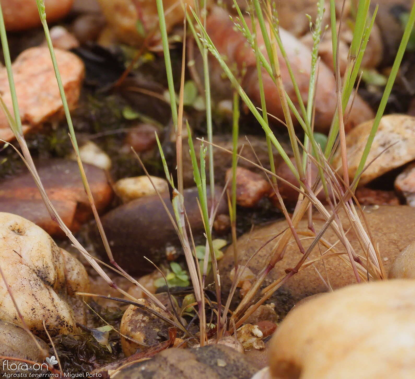 Agrostis tenerrima - Folha (geral) | Miguel Porto; CC BY-NC 4.0