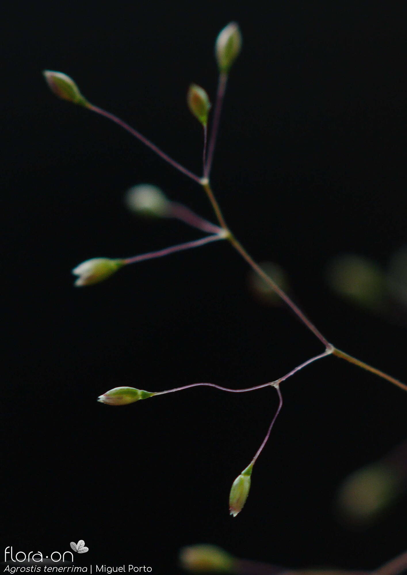 Agrostis tenerrima - Flor (close-up) | Miguel Porto; CC BY-NC 4.0