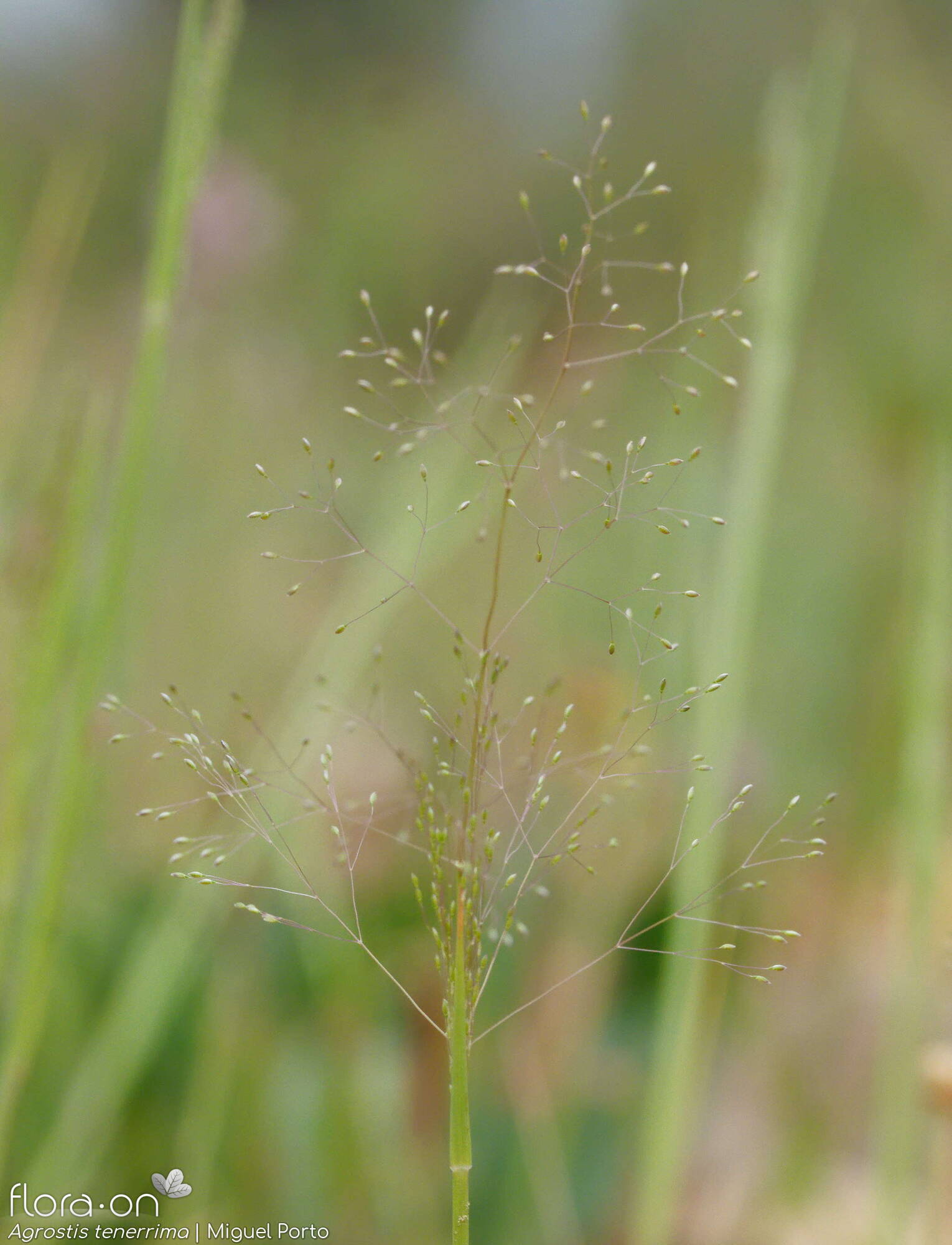 Agrostis tenerrima - Flor (geral) | Miguel Porto; CC BY-NC 4.0