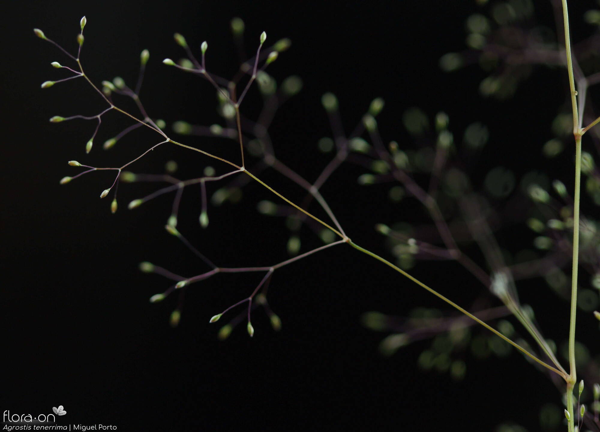 Agrostis tenerrima - Flor (geral) | Miguel Porto; CC BY-NC 4.0