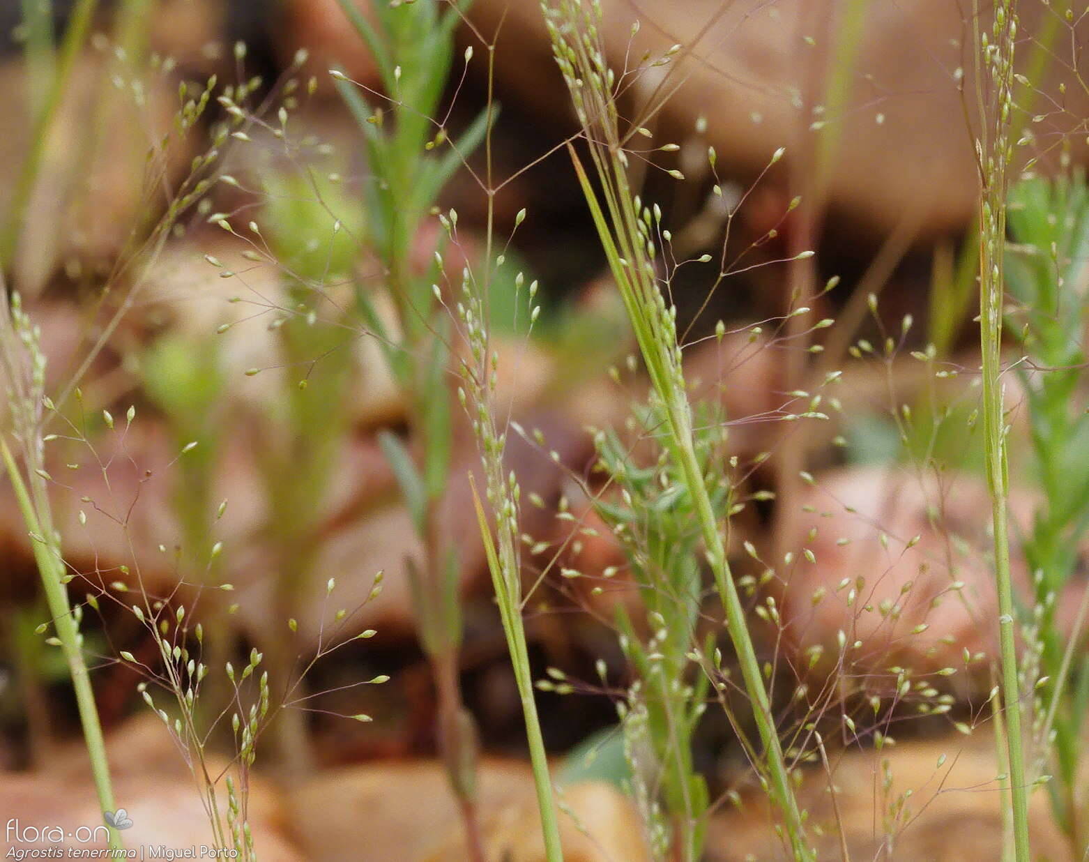 Agrostis tenerrima - Flor (geral) | Miguel Porto; CC BY-NC 4.0