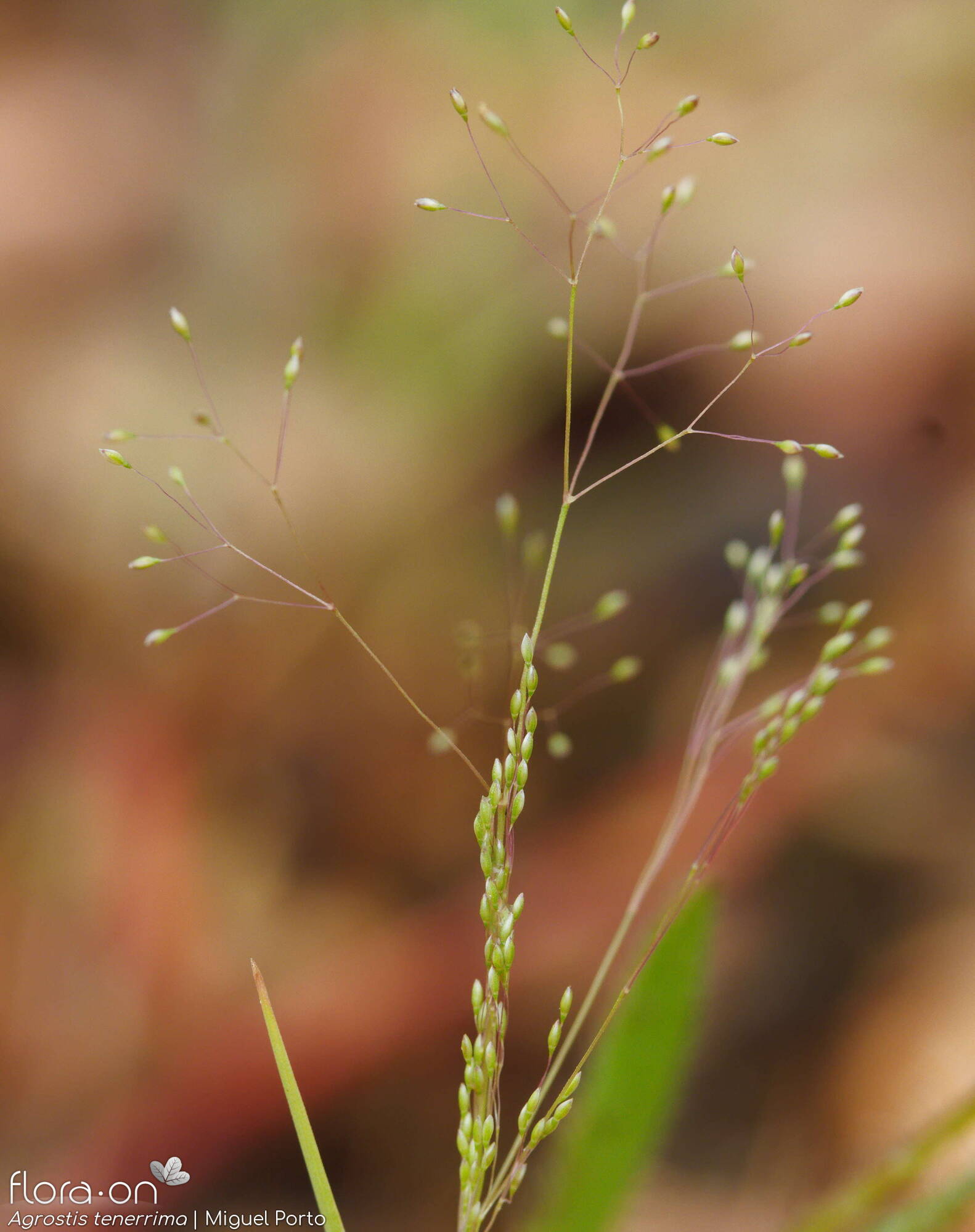 Agrostis tenerrima - Flor (geral) | Miguel Porto; CC BY-NC 4.0