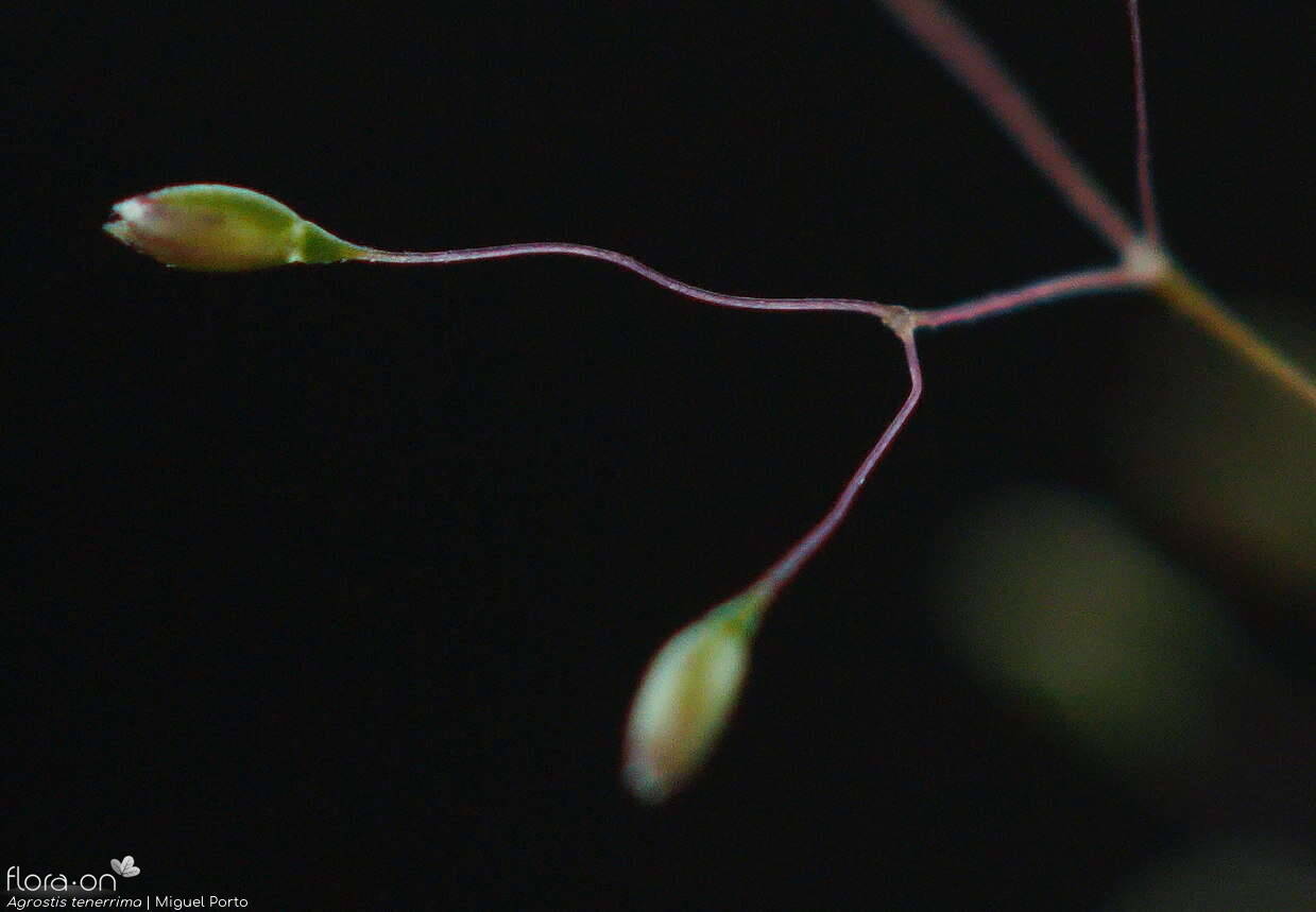 Agrostis tenerrima - Espigueta | Miguel Porto; CC BY-NC 4.0