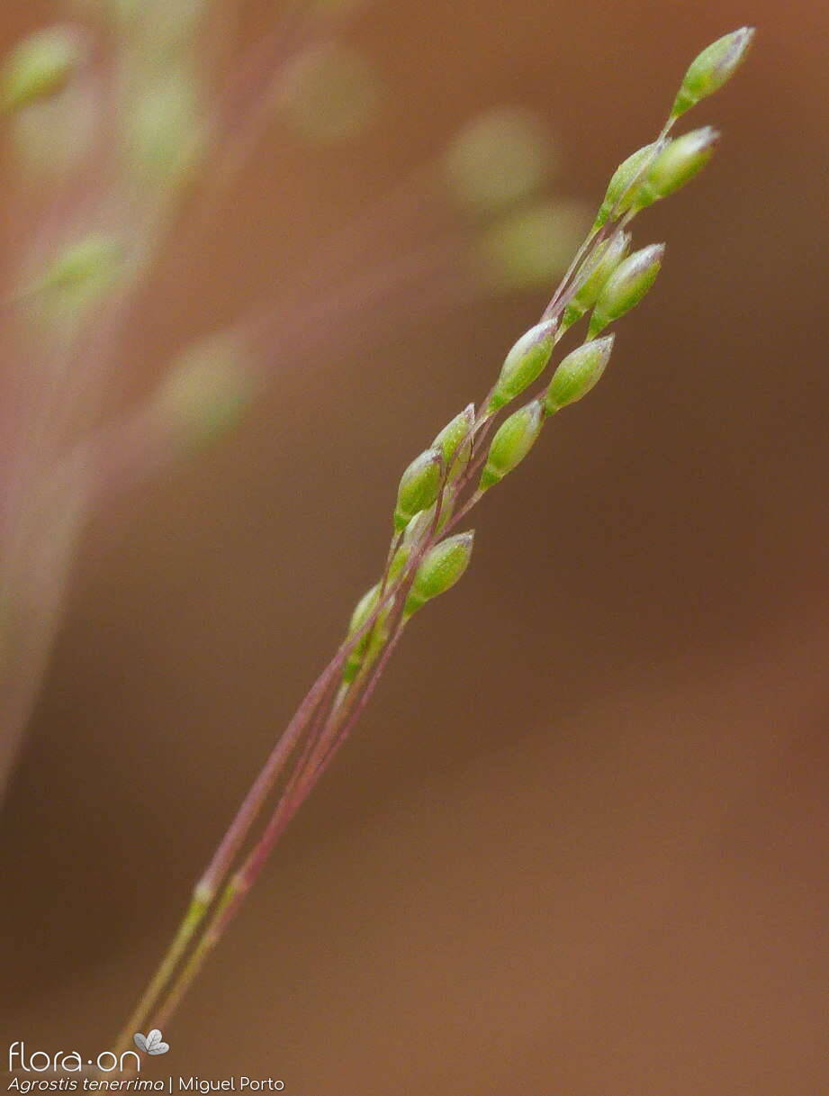 Agrostis tenerrima - Flor (close-up) | Miguel Porto; CC BY-NC 4.0