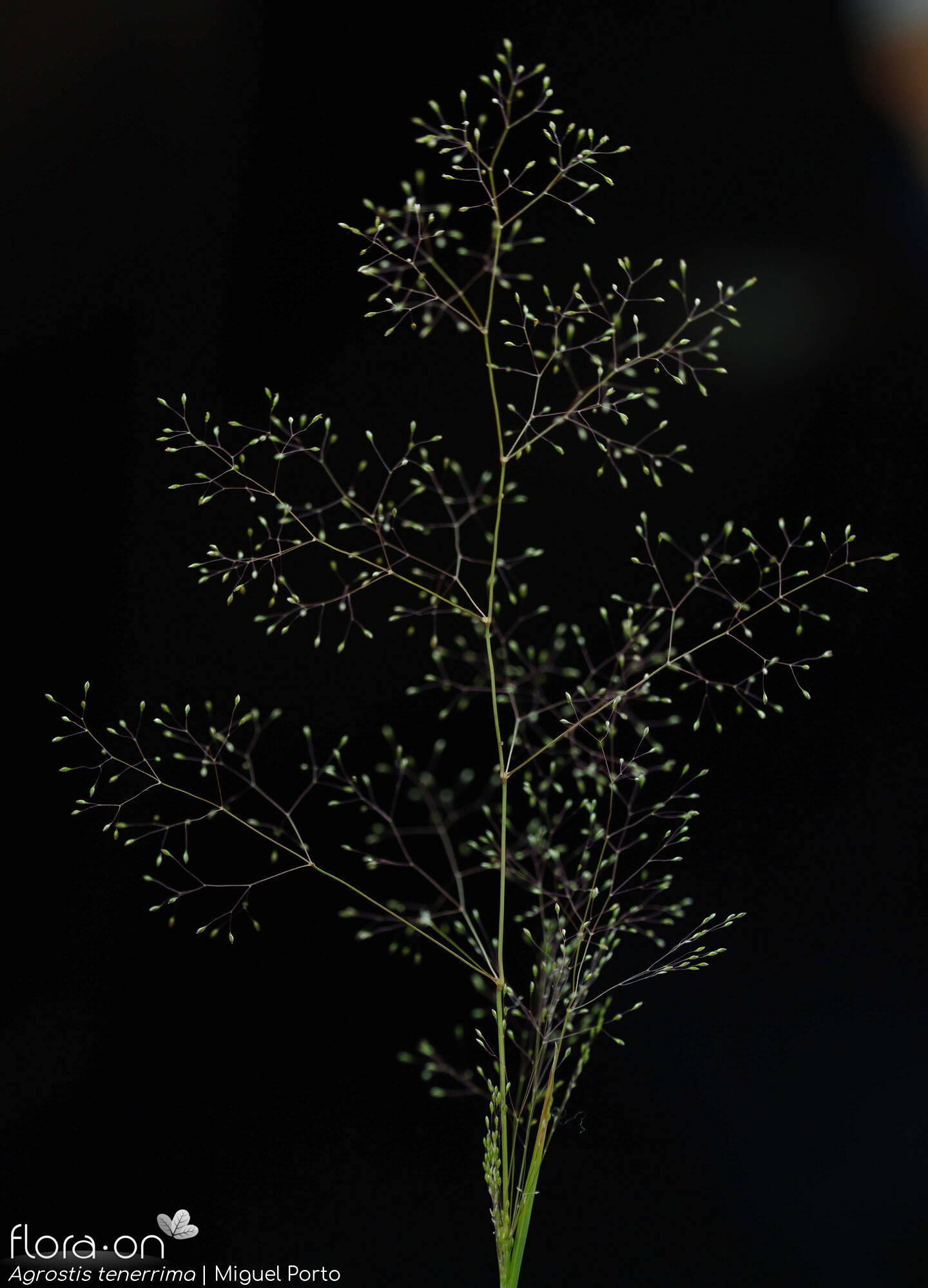 Agrostis tenerrima - Flor (geral) | Miguel Porto; CC BY-NC 4.0