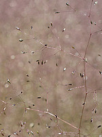 Agrostis truncatula