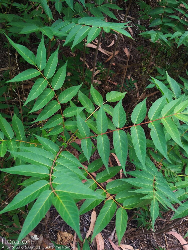 Ailanthus altissima