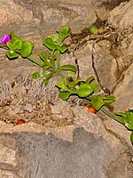 Aizoaceae