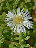 Aizoaceae