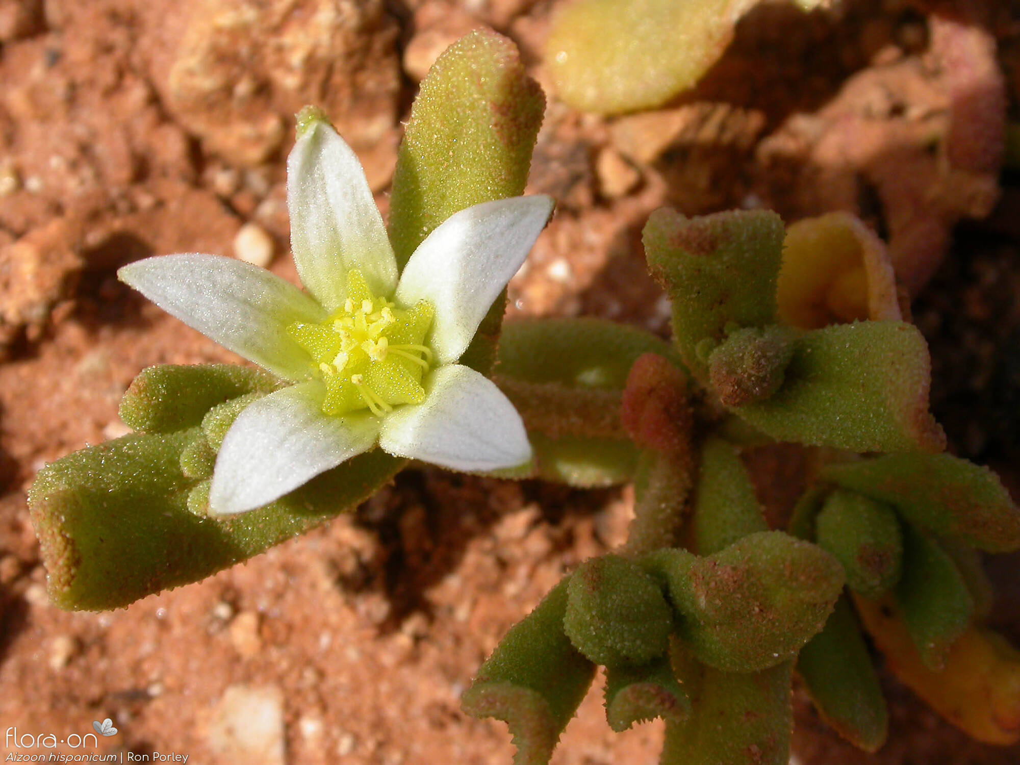 Aizoon hispanicum - Flor (close-up) | Ron Porley; CC BY-NC 4.0