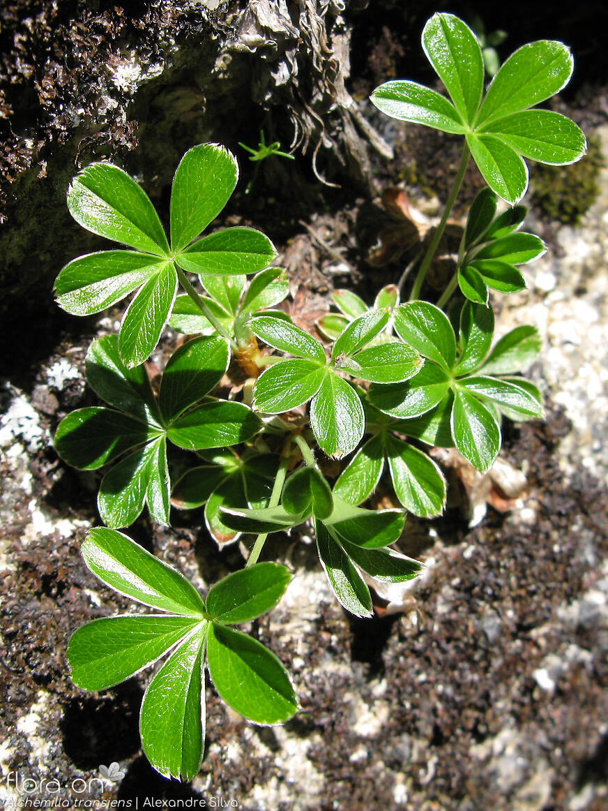 Alchemilla transiens