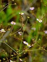 Alisma lanceolatum