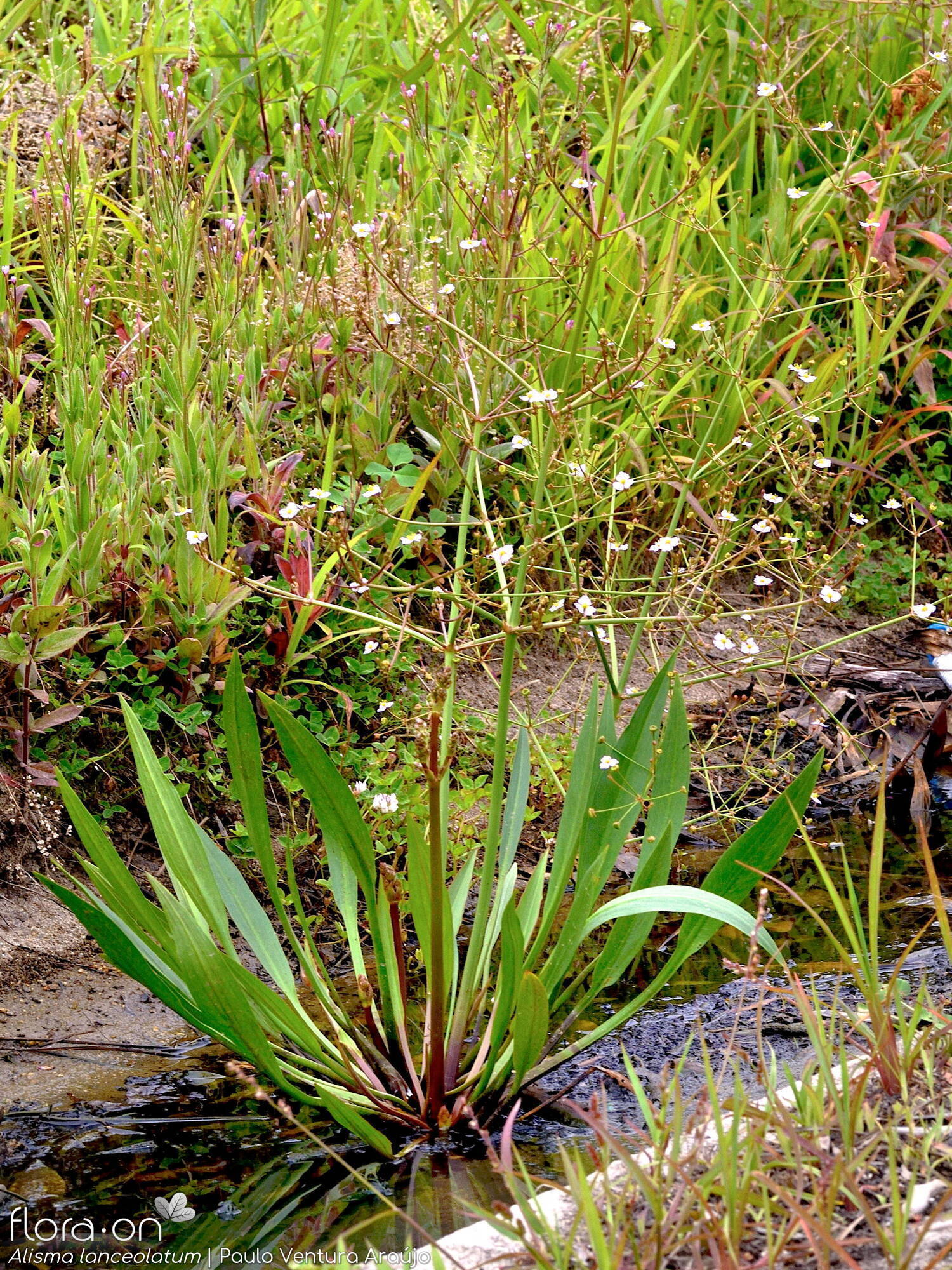 Alisma lanceolatum - Hábito | Paulo Ventura Araújo; CC BY-NC 4.0