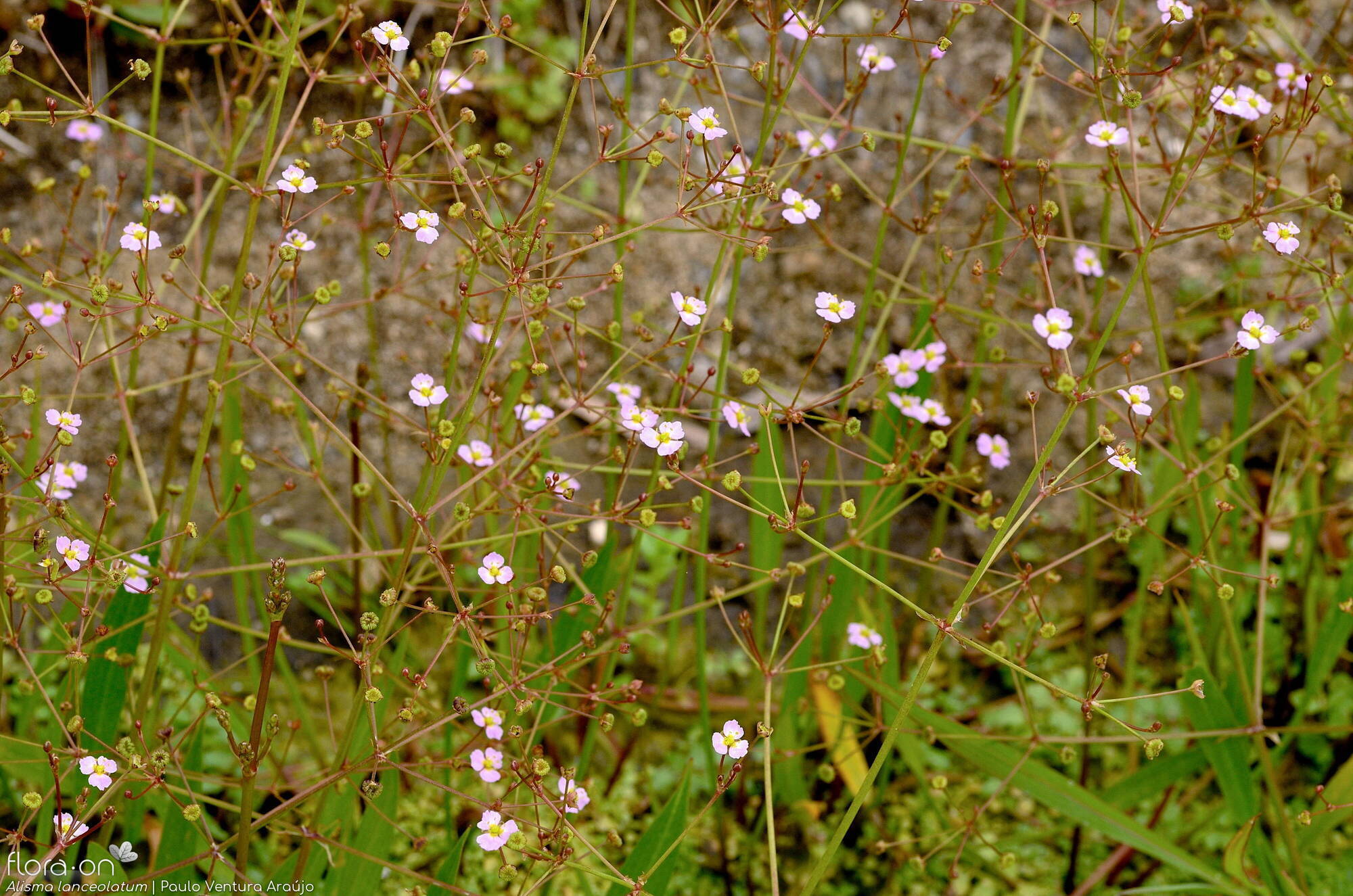 Alisma lanceolatum - Flor (geral) | Paulo Ventura Araújo; CC BY-NC 4.0