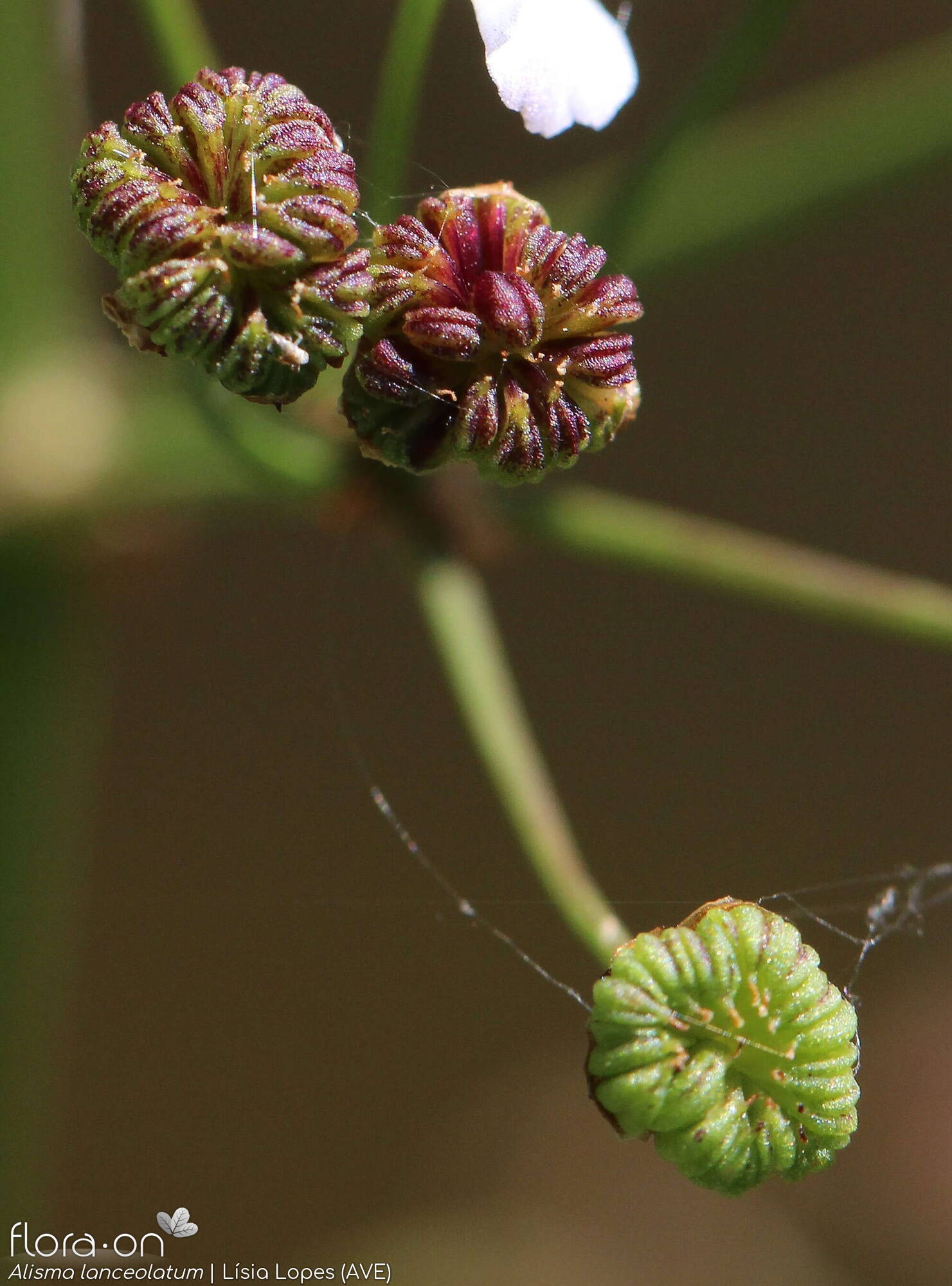 Alisma lanceolatum - Fruto | Lísia Lopes; CC BY-NC 4.0