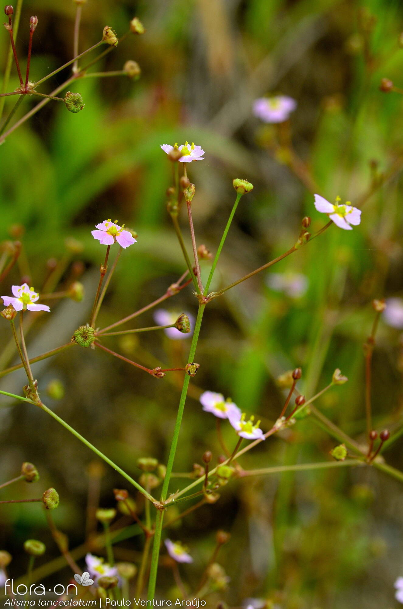 Alisma lanceolatum - Flor (geral) | Paulo Ventura Araújo; CC BY-NC 4.0