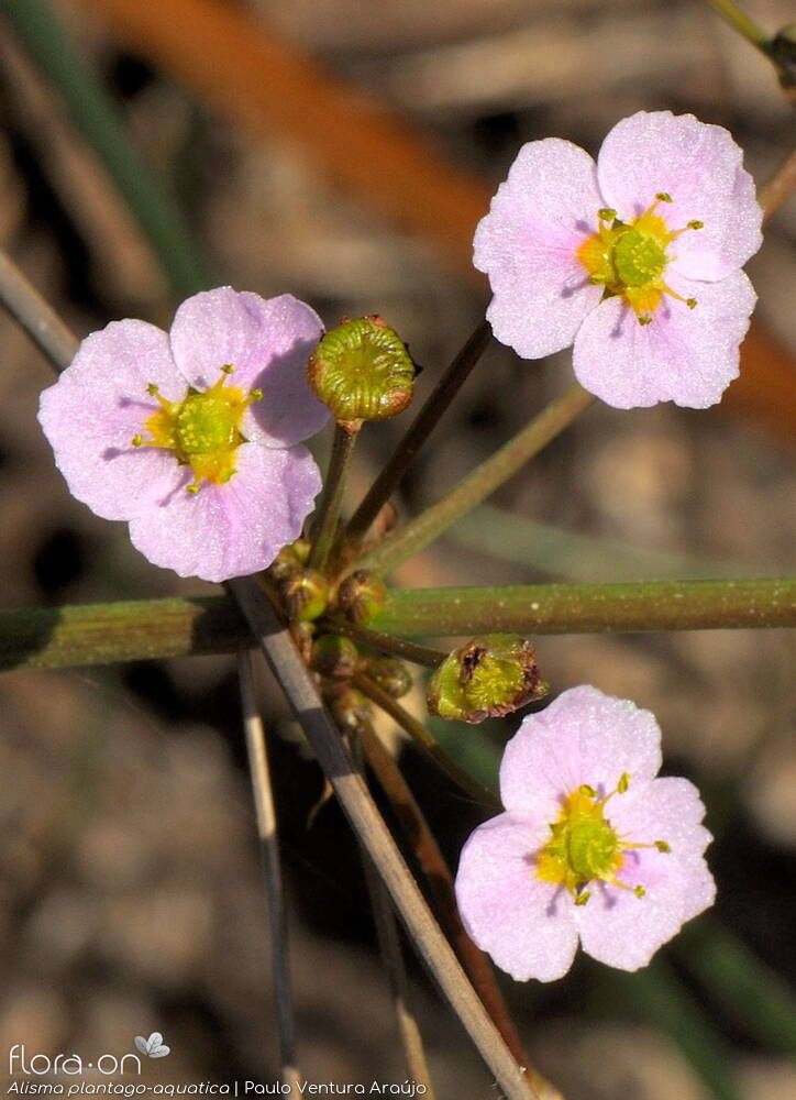 Alisma plantago-aquatica