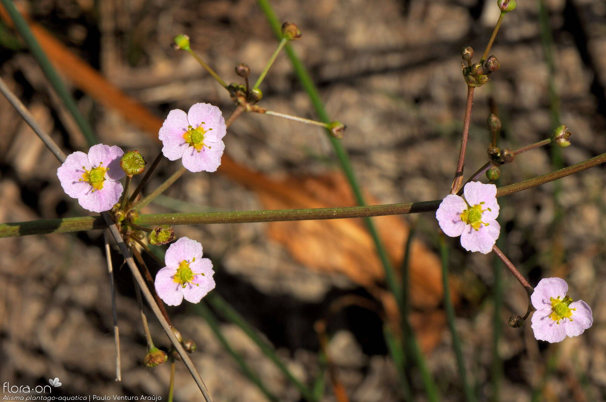 Alisma plantago-aquatica - Flor (geral) | Paulo Ventura Araújo; CC BY-NC 4.0