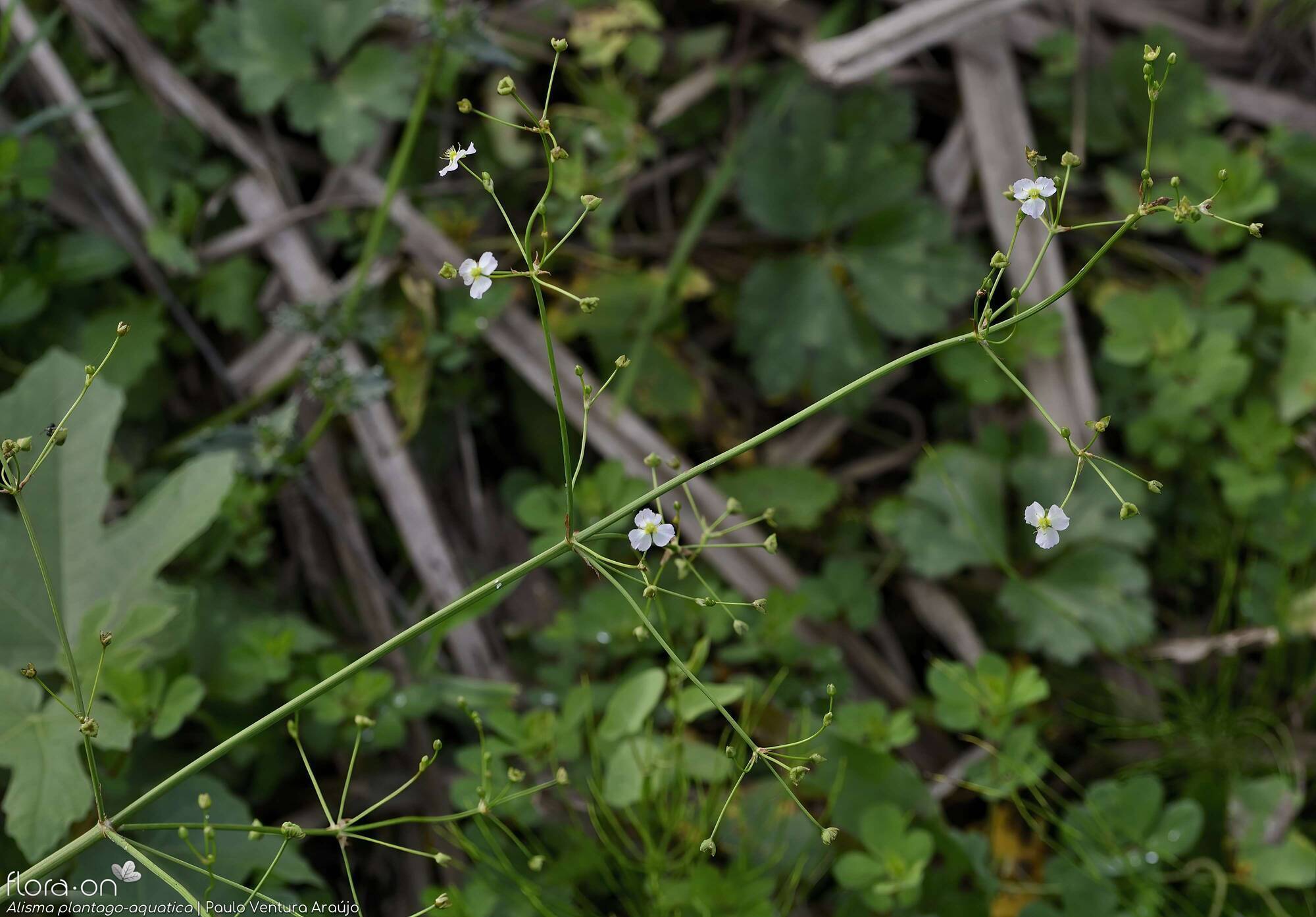 Alisma plantago-aquatica - Flor (geral) | Paulo Ventura Araújo; CC BY-NC 4.0