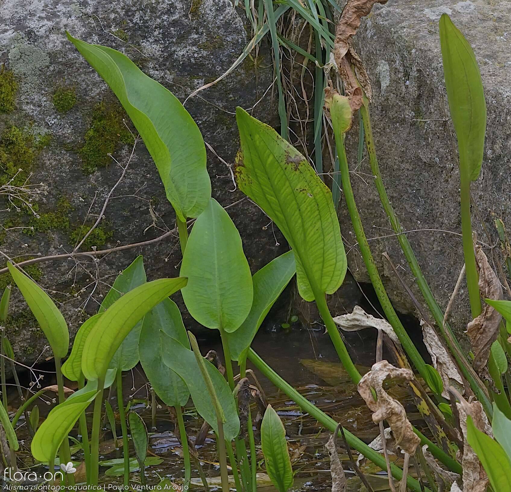 Alisma plantago-aquatica - Folha (geral) | Paulo Ventura Araújo; CC BY-NC 4.0