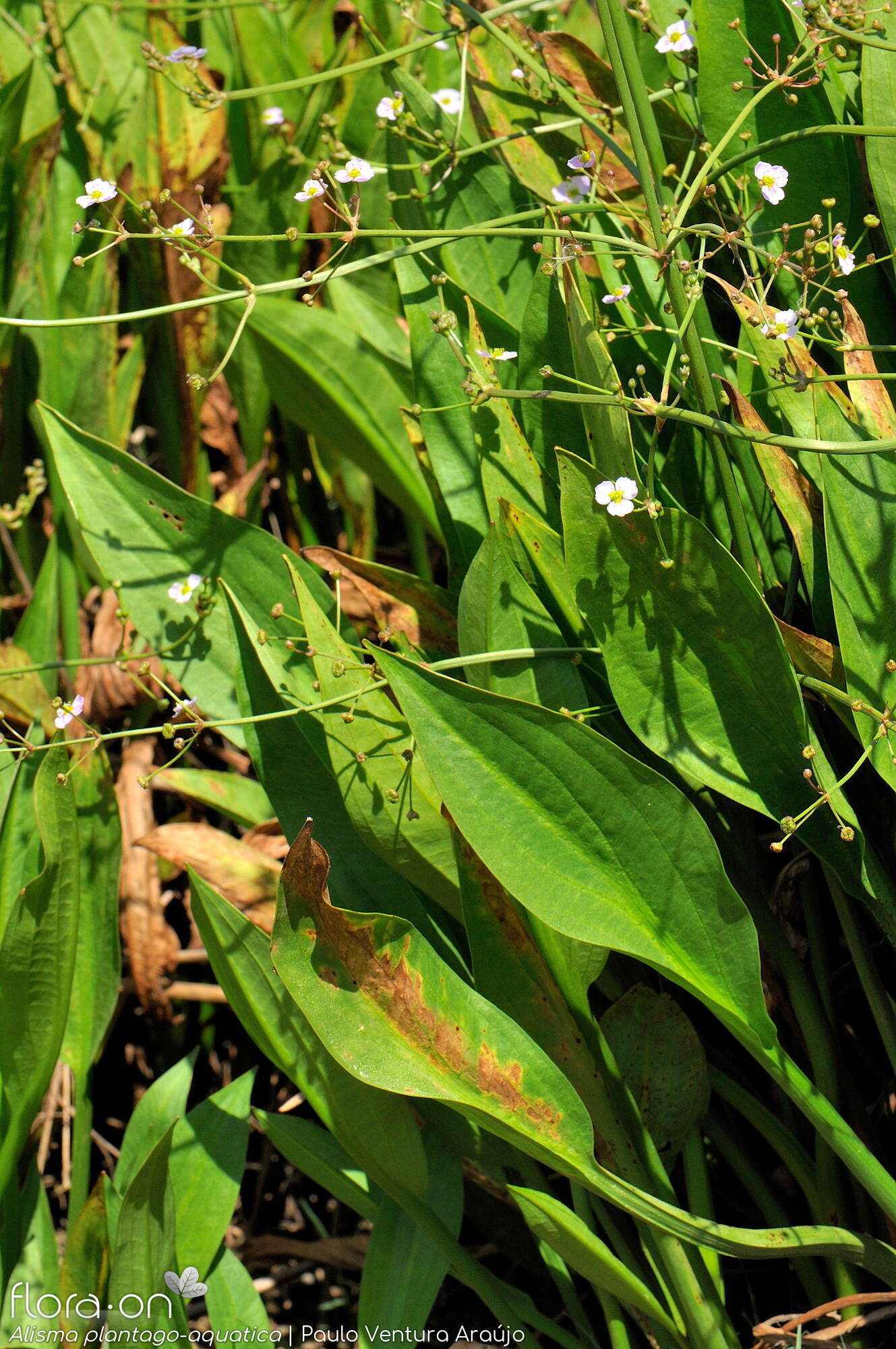 Alisma plantago-aquatica - Folha | Paulo Ventura Araújo; CC BY-NC 4.0