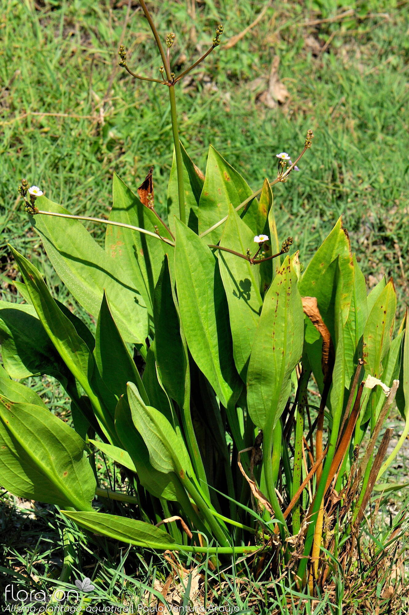 Alisma plantago-aquatica - Folha (geral) | Paulo Ventura Araújo; CC BY-NC 4.0