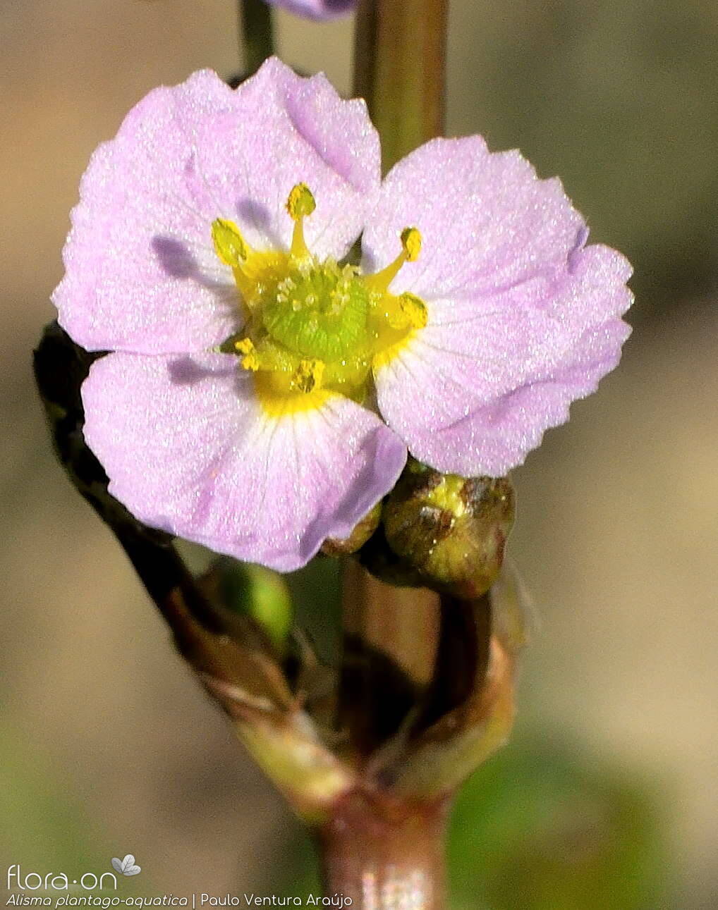 Alisma plantago-aquatica - Flor (close-up) | Paulo Ventura Araújo; CC BY-NC 4.0