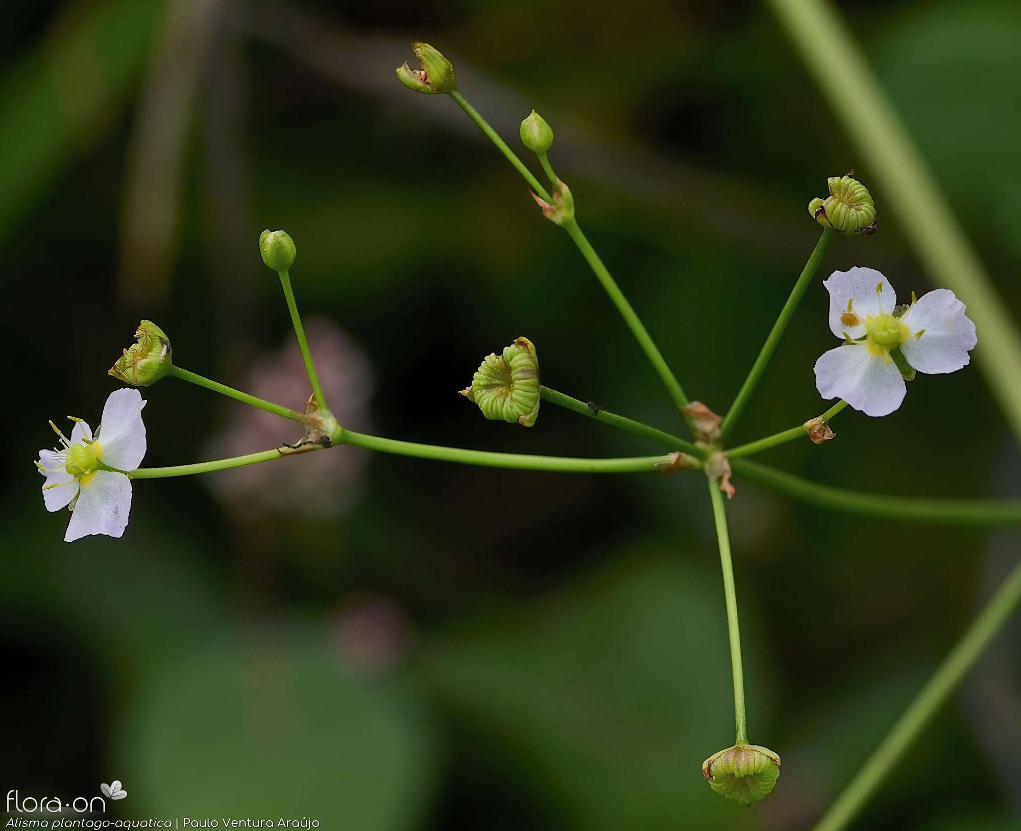 Alisma plantago-aquatica - Flor (geral) | Paulo Ventura Araújo; CC BY-NC 4.0