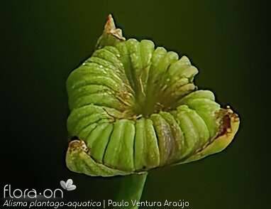 Alisma plantago-aquatica - Fruto | Paulo Ventura Araújo; CC BY-NC 4.0