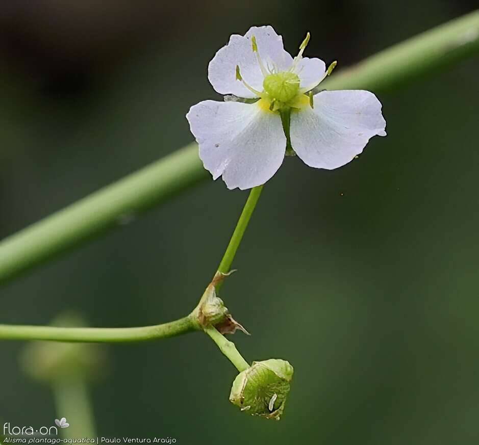 Alisma plantago-aquatica - Flor (close-up) | Paulo Ventura Araújo; CC BY-NC 4.0