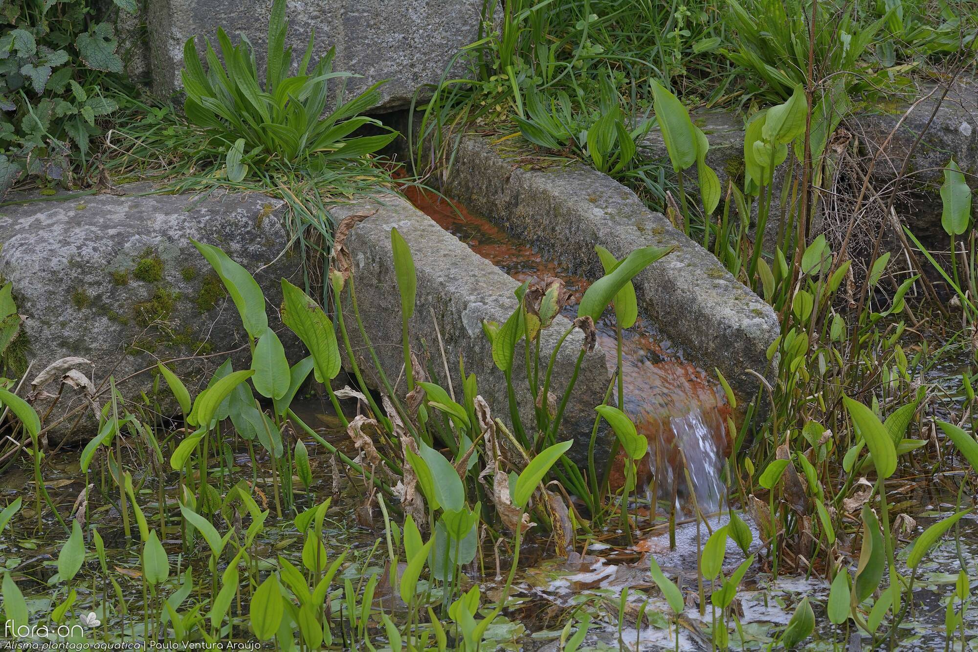 Alisma plantago-aquatica - Hábito | Paulo Ventura Araújo; CC BY-NC 4.0