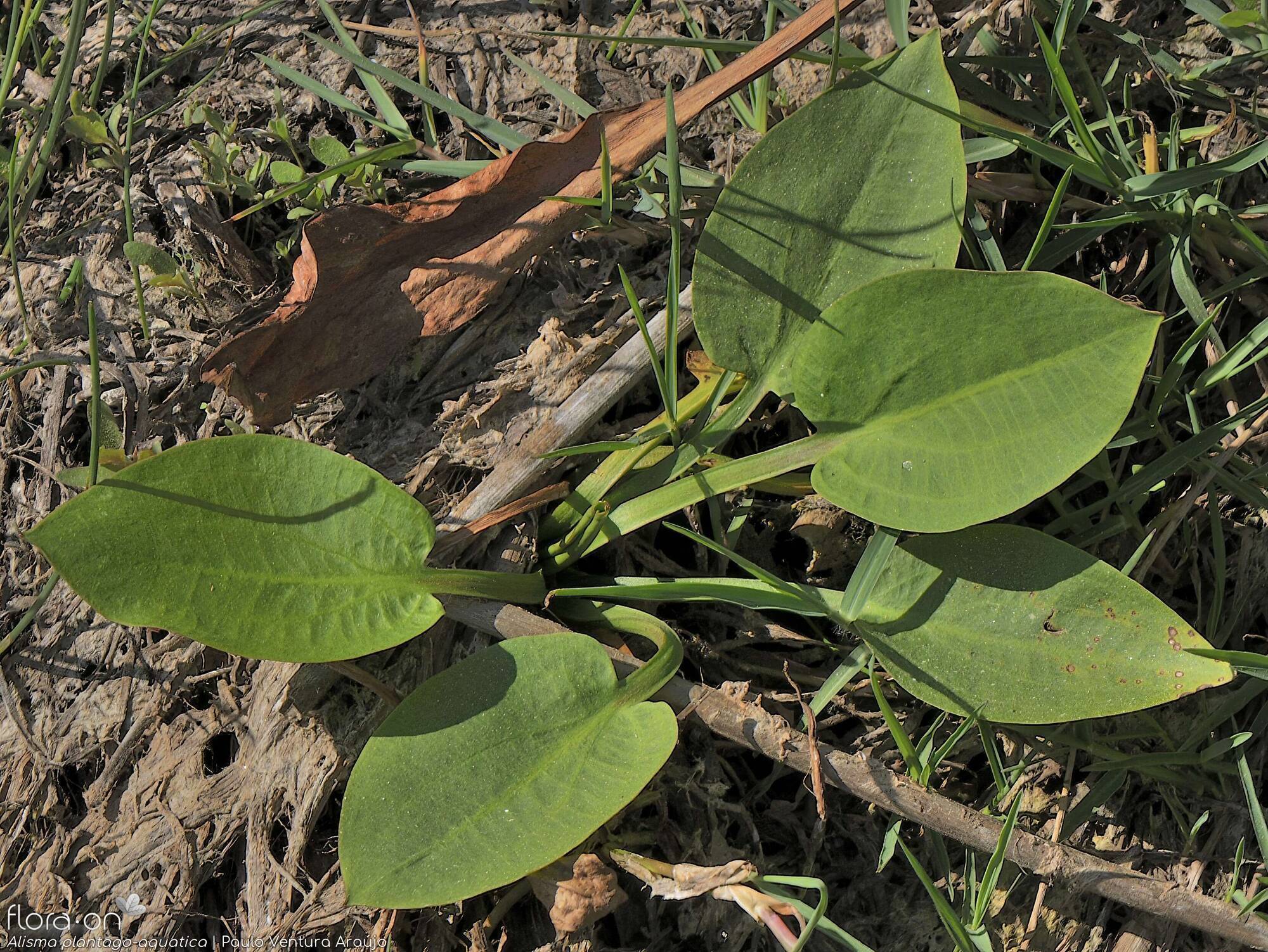 Alisma plantago-aquatica - Folha (geral) | Paulo Ventura Araújo; CC BY-NC 4.0