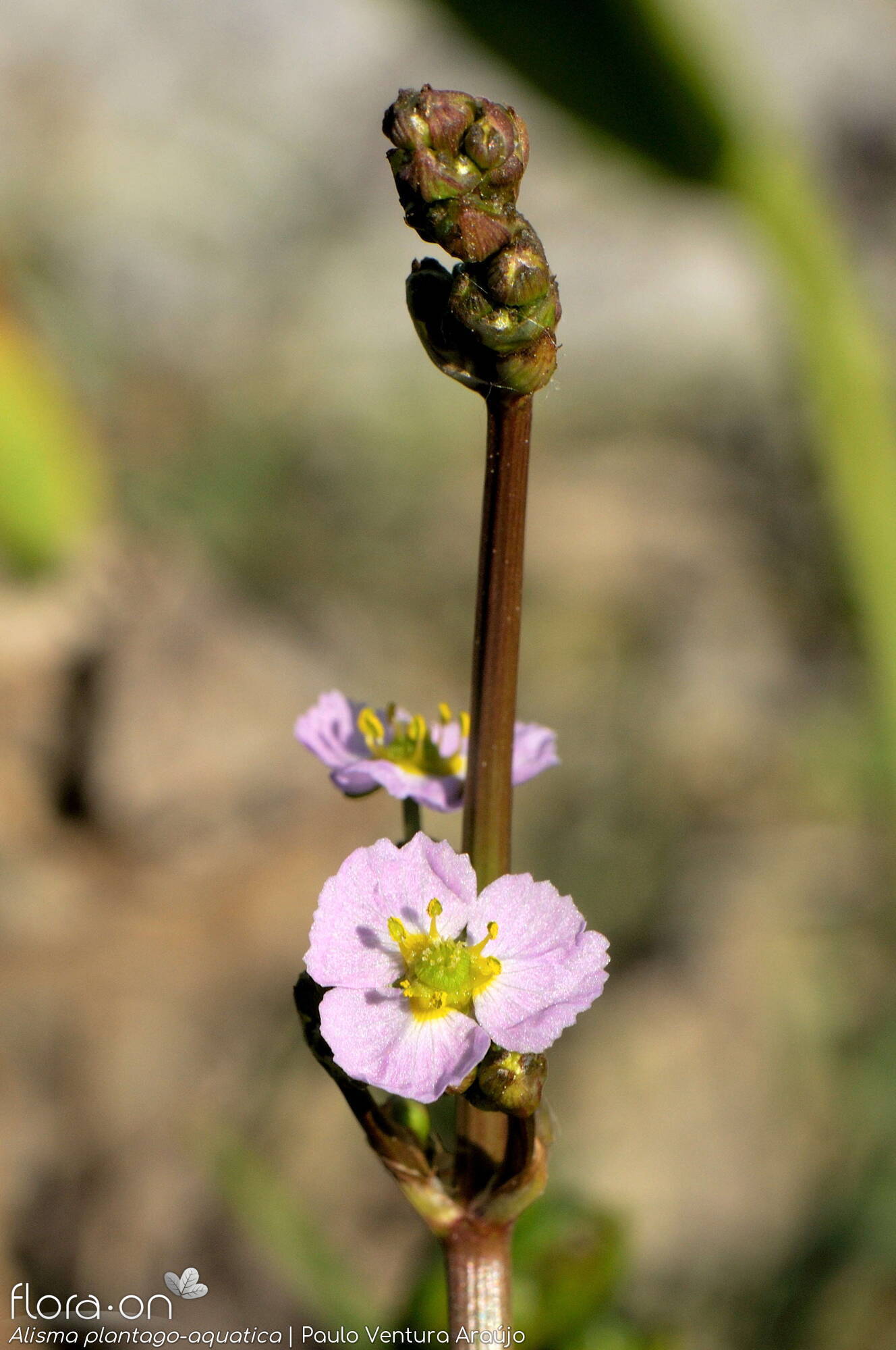 Alisma plantago-aquatica - Flor (geral) | Paulo Ventura Araújo; CC BY-NC 4.0